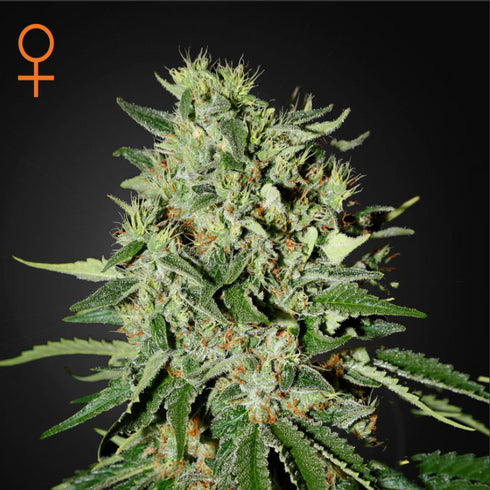 Greenhouse Seed Co. - The Doctor