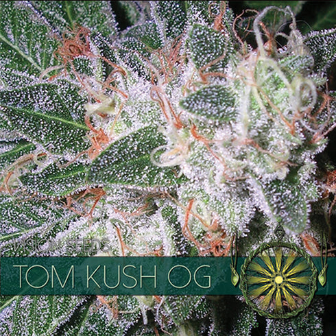 Vision Seeds - Tom Kush OG