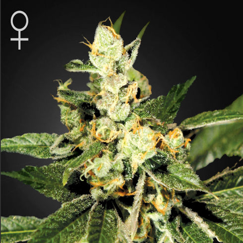 Greenhouse Seed Co. - Trainwreck