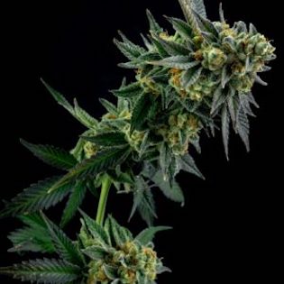 Elev8 Seeds - Tangerine Cookies