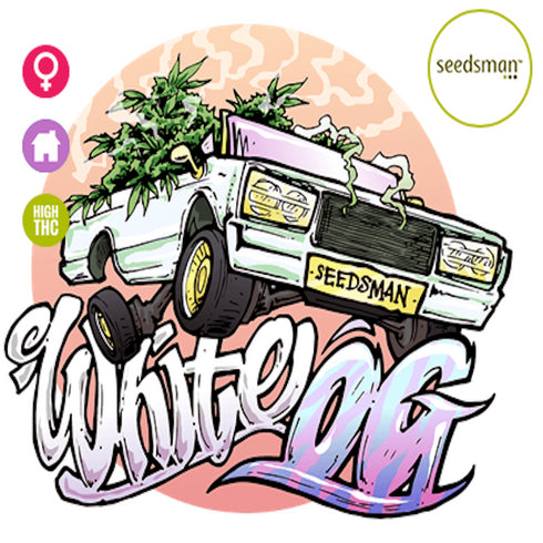 Seedsman - The White OG