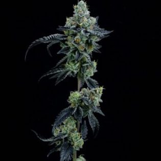 Elev8 Seeds - Thin Mint Girl Scout Cookies