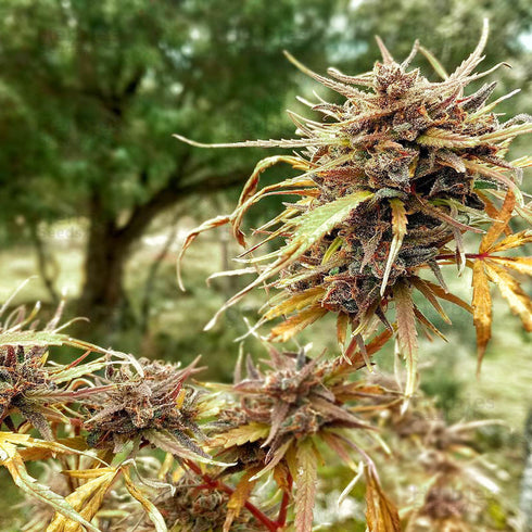 Flying Dutchmen - Titan's Haze