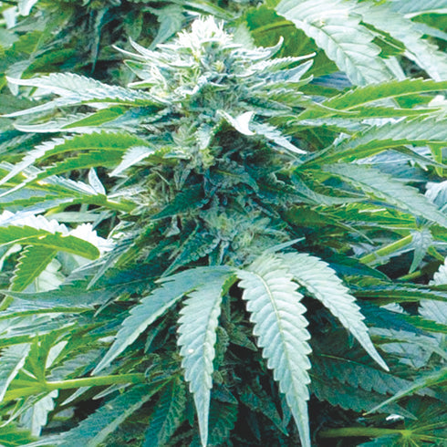 Emerald Triangle - Trinity Kush