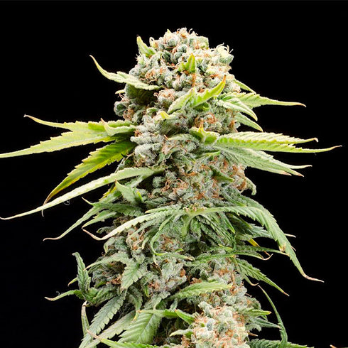 Elev8 Seeds - Triple Scoop