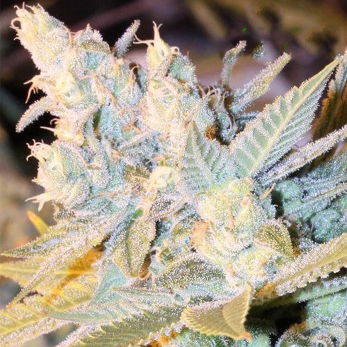 Anesia Seeds - Triple Cheese Auto