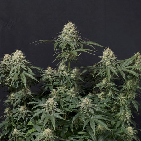 FastBuds Seeds - Tropicana Cookies FF (Fast Flowering)