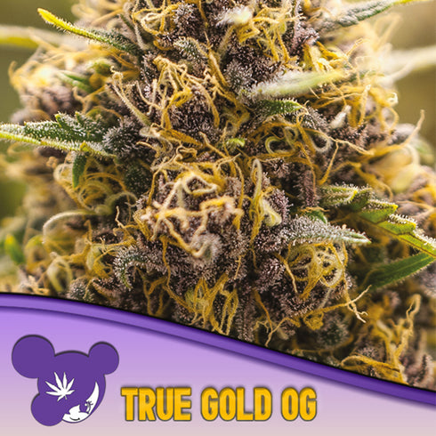 Anesia Seeds - True Gold OG
