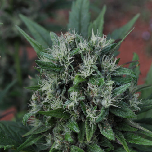 Mr Nice Seedbank - U2 (Early Queen x Haze AC)