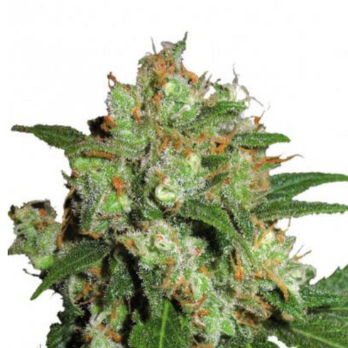 Phoenix Seeds - UK Cheesy Express Auto