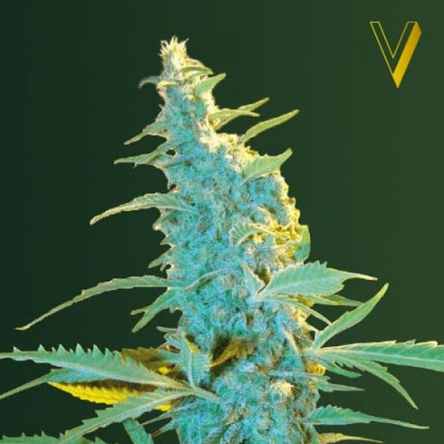 Victory Seeds - Ultra Power Plant