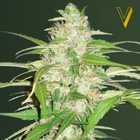 Victory Seeds - Ultra Power Plant Auto