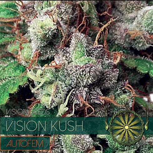 Vision Seeds - Vision Kush Auto