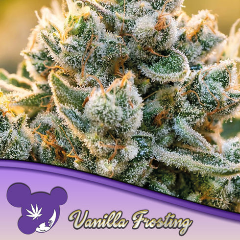 Anesia Seeds - Vanilla Frosting