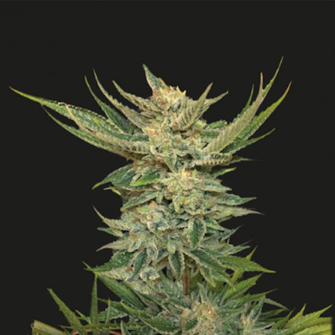 Kalashnikov Seeds - Vodka Lemon