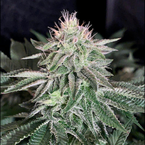 Pheno Finder Seeds - Wedding Cake S1
