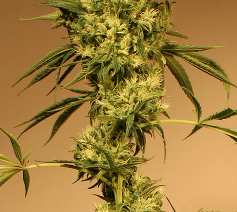 Exotic Seeds - White Jewel