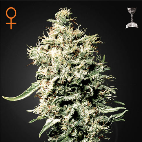 Greenhouse Seed Co. - White Rhino