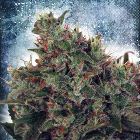 Ministry of Cannabis - Ultra White Amnesia