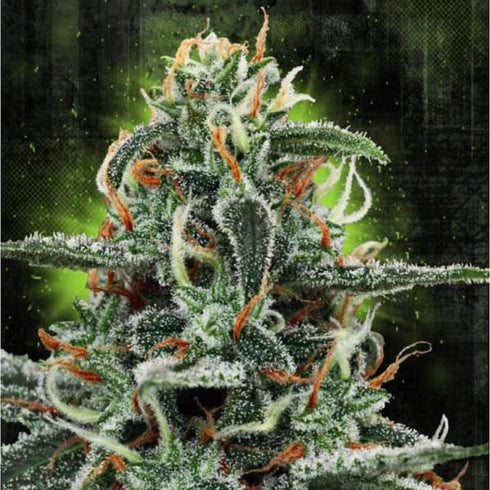 Ministry of Cannabis - White Widow MOC