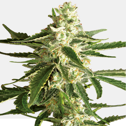 Sensi White Label - White Diesel Haze Auto