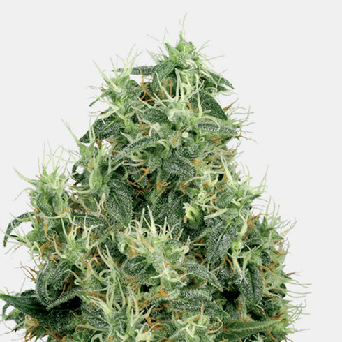 Sensi White Label - White Gold