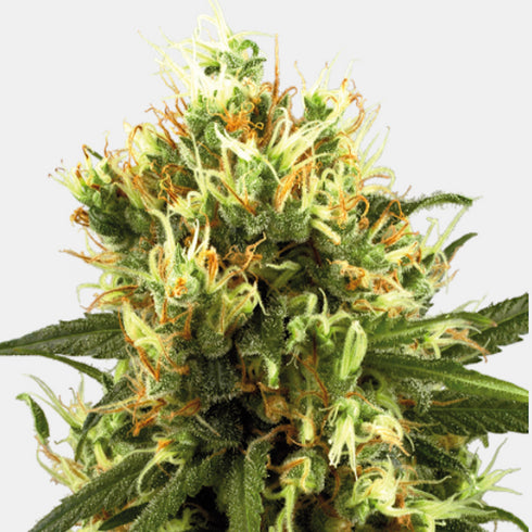 Sensi White Label - White Haze Auto