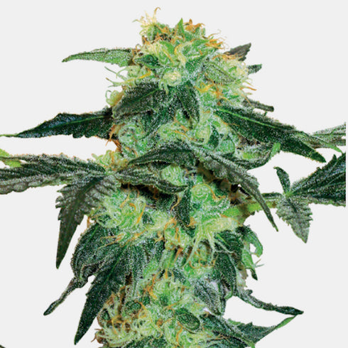 Sensi White Label - White Ice