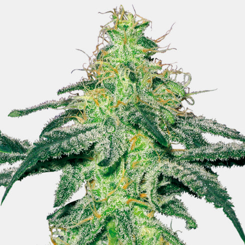 Sensi White Label - White Skunk