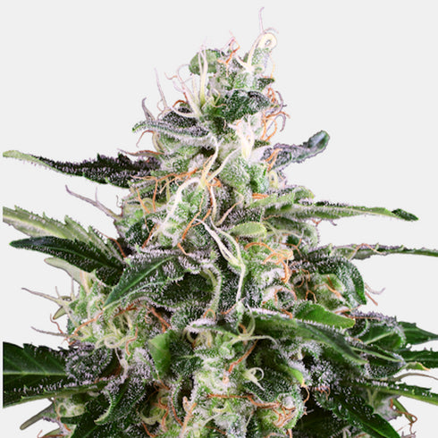 Sensi White Label - White Skunk Auto