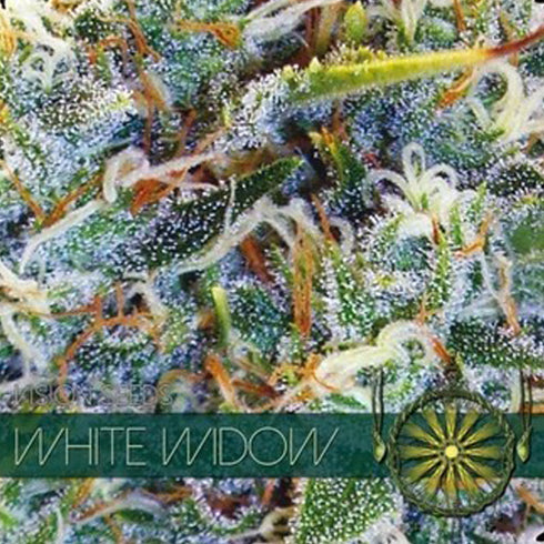 Vision Seeds - White Widow