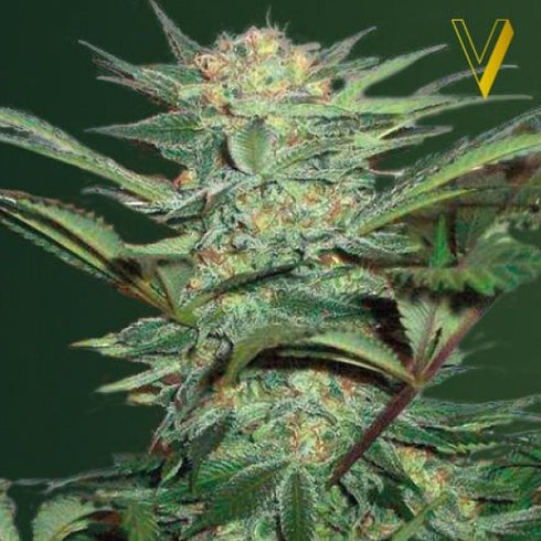 Victory Seeds - White Widow Auto