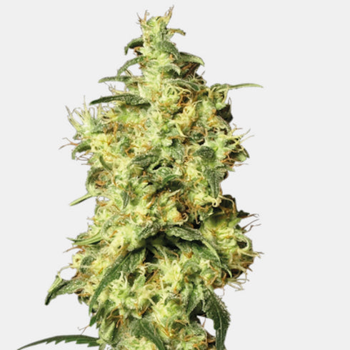 Sensi White Label - White Widow Auto