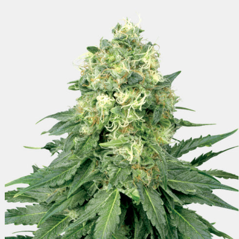 Sensi White Label - White Widow