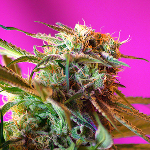 Sweet Seeds - Wild Rose