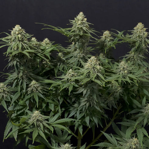 FastBuds Seeds - Wedding Cheesecake FF (Fast Flowering)