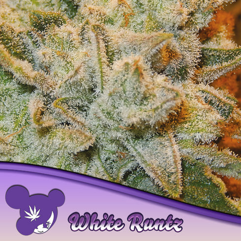 Anesia Seeds - White Runtz