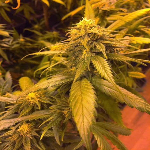 Super CBDx - White Widow x SCBDX