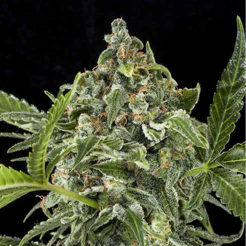 Dinafem Seeds - White Cheese Auto