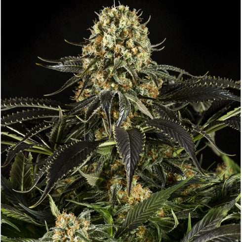 Dinafem Seeds - White Siberian
