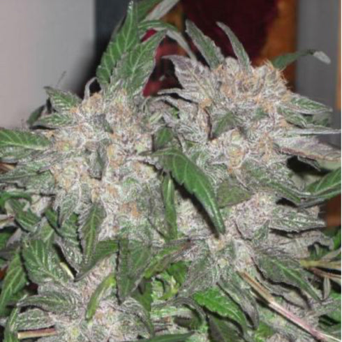 Phoenix Seeds - White Widow Express Auto