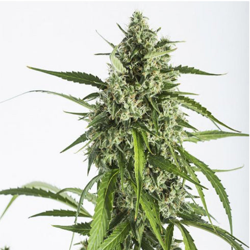 Dinafem Seeds - White Widow Auto