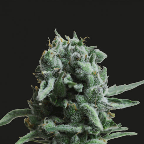 Kalashnikov Seeds - White Widow 47