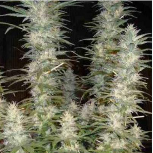 Phoenix Seeds - White Widow