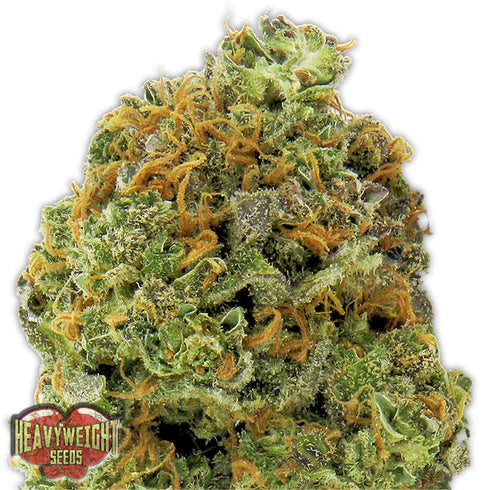 Heavyweight Seeds - Wipeout Express Auto