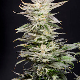 Elev8 Seeds - XTC OG