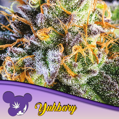 Anesia Seeds - Yuhbary