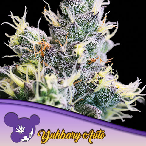 Anesia Seeds - Yuhbary Auto