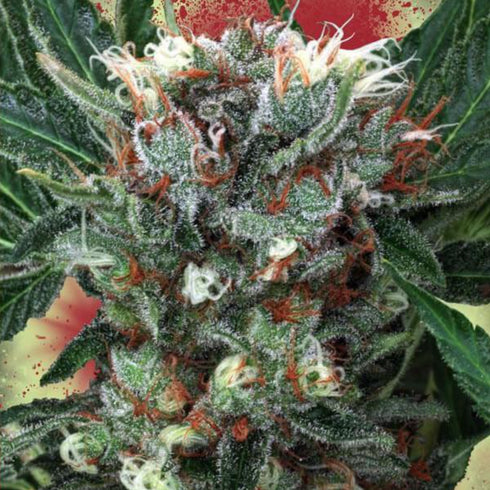 Ministry of Cannabis - Zensation