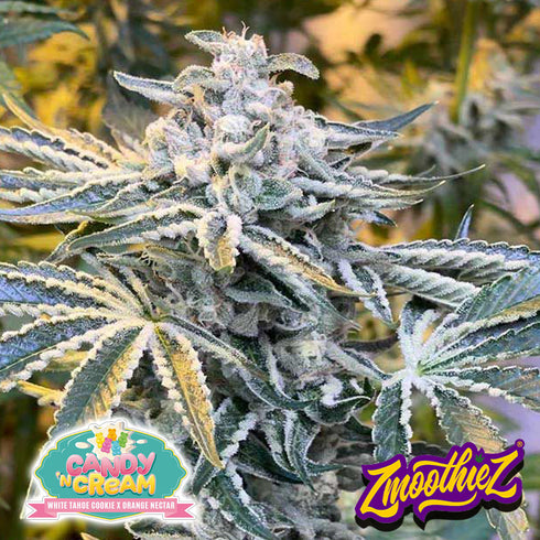 Zmoothiez - Candy'N Cream